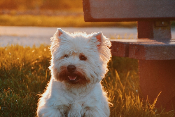 White puppy dog animal Photo