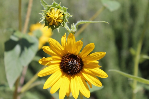 Nature blossom plant field Photo