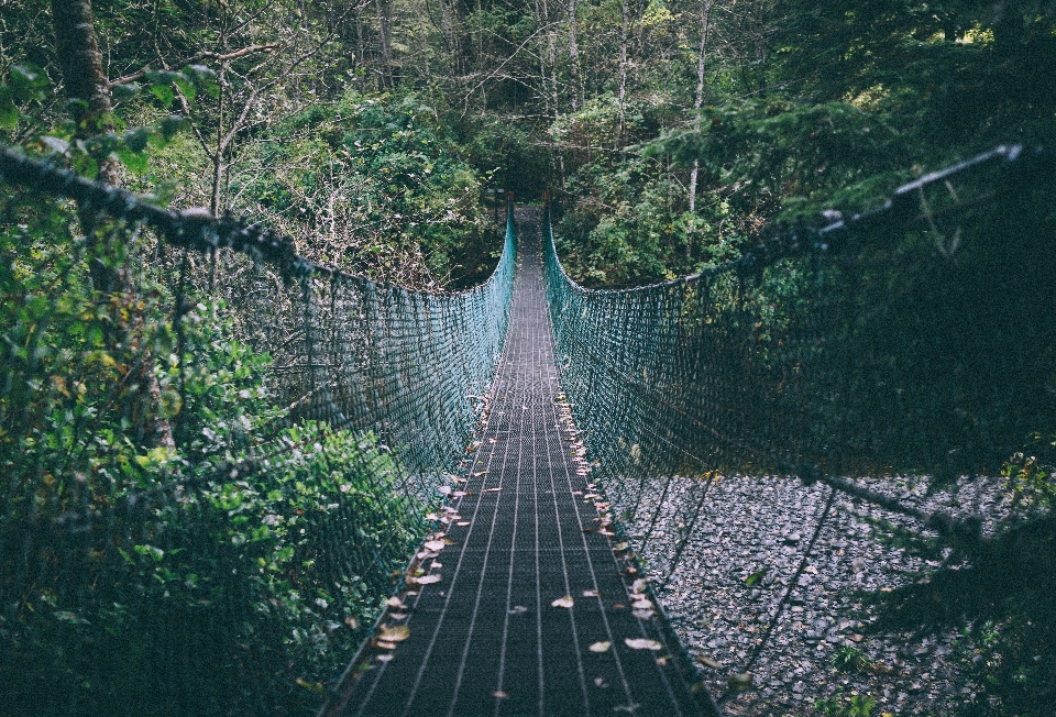 Natur wald weg fußgänger