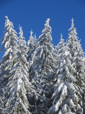 Landscape tree forest branch Photo