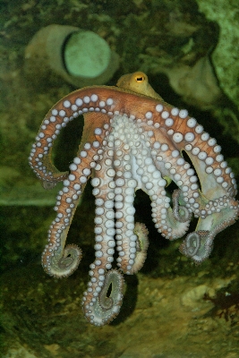 Underwater biology squid fauna Photo