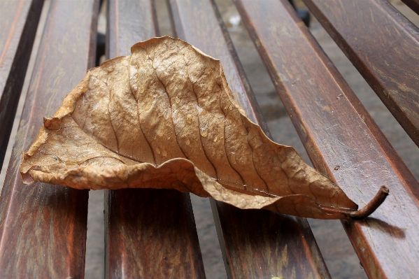 Wing wood rain leaf Photo