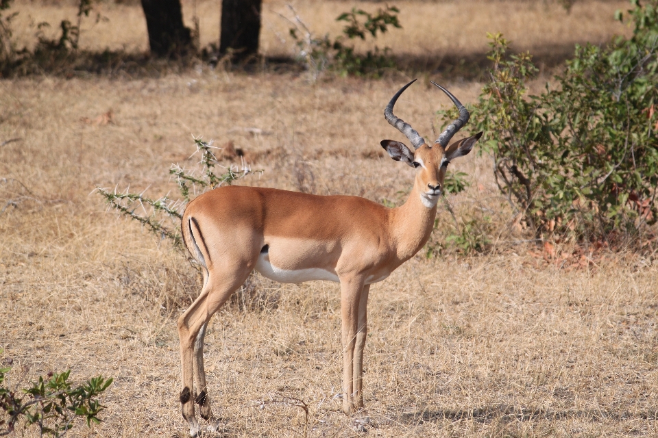 Animal wildlife deer africa