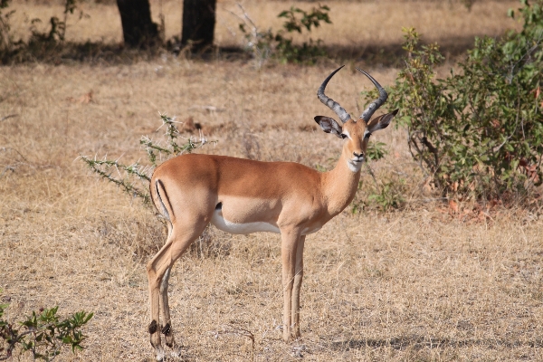 Foto Satwa margasatwa rusa afrika