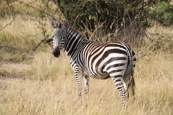 Prairie adventure animal wildlife Photo