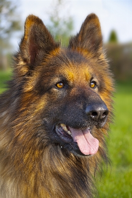 Gras wiese
 schnur hund Foto