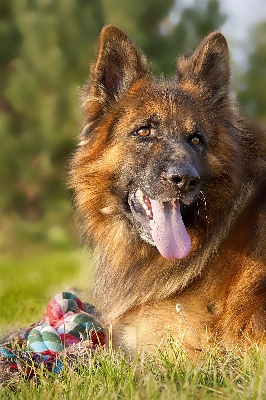 Gras wiese
 schnur hund Foto