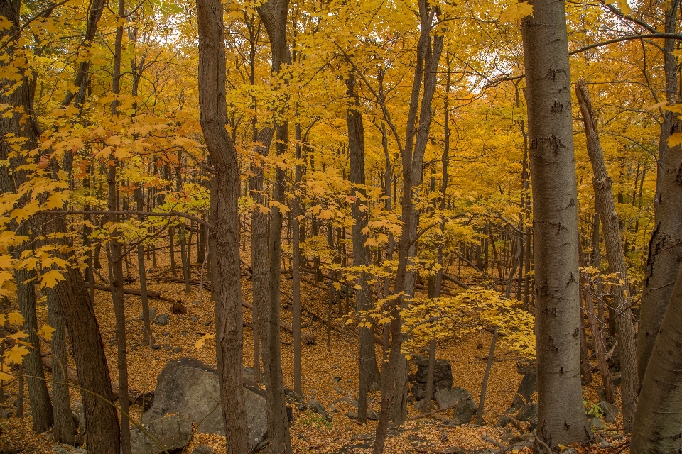 Landschaft baum natur wald