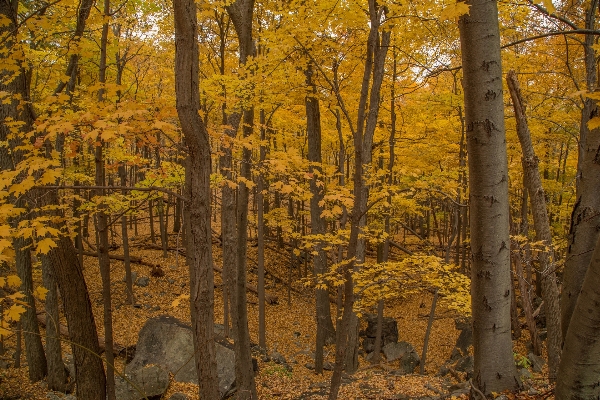 Landscape tree nature forest Photo