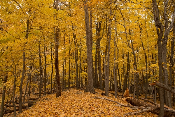 Tree nature forest wilderness Photo