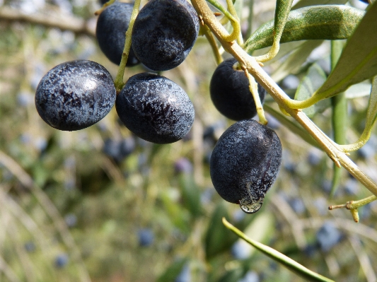 Branch plant fruit berry Photo