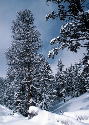 Landscape tree nature forest Photo