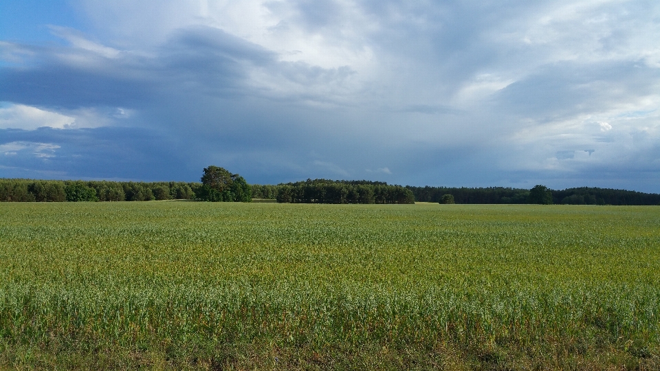 Landscape nature grass horizon