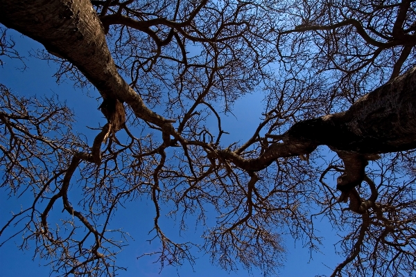 Tree nature forest branch Photo