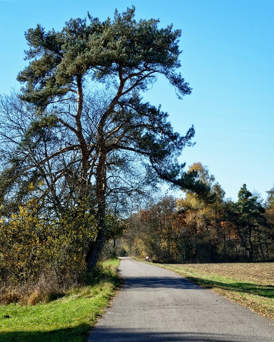 Paisagem árvore natureza grama