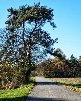 Landscape tree nature grass Photo