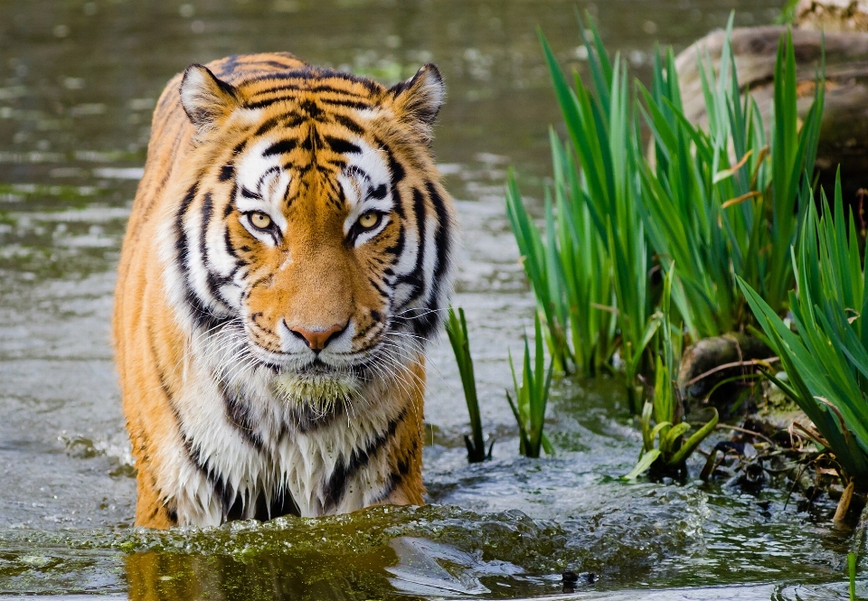 Eau nature en regardant faune