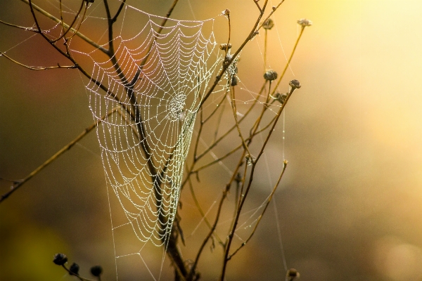 Nature branch dew fog Photo