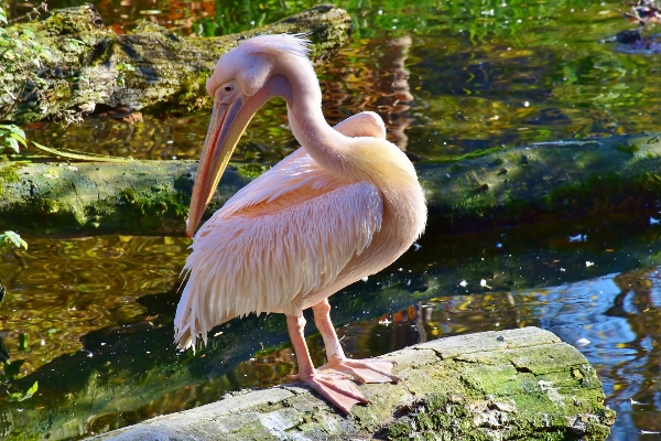 Foto Acqua natura uccello animale