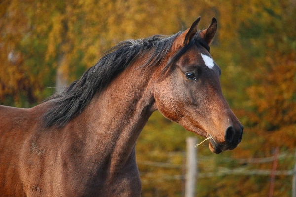 Pasture horse brown mammal Photo