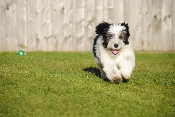 Grass running puppy dog Photo