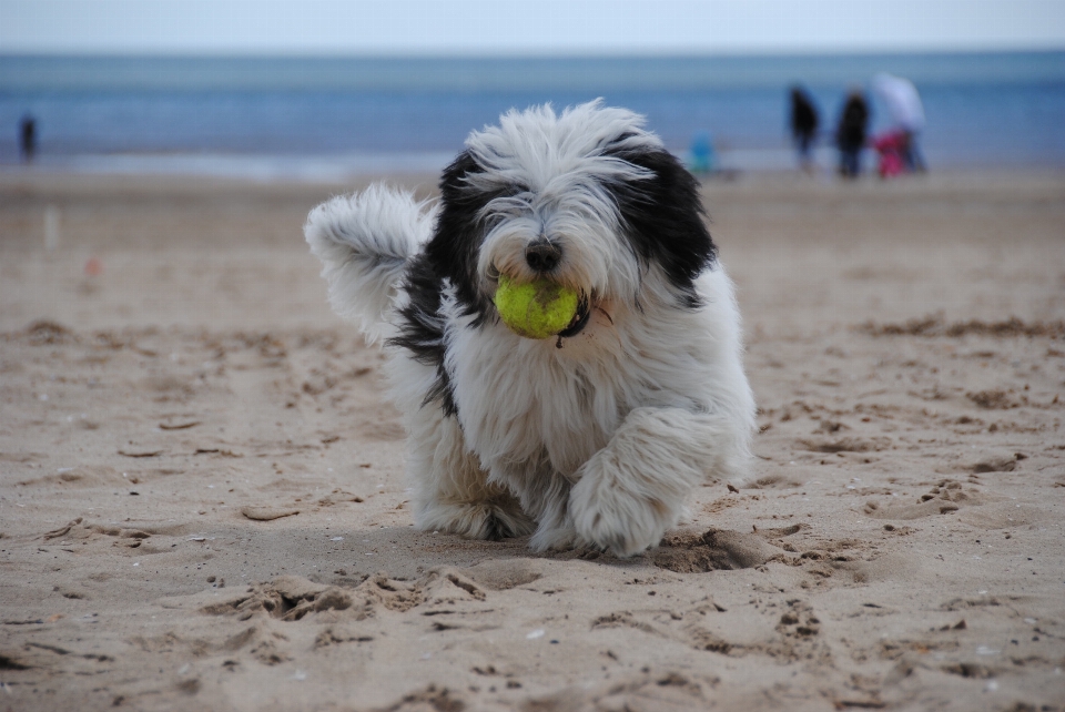 Beach sea sand white