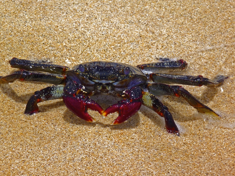 海滩 食物 海鲜 贝类