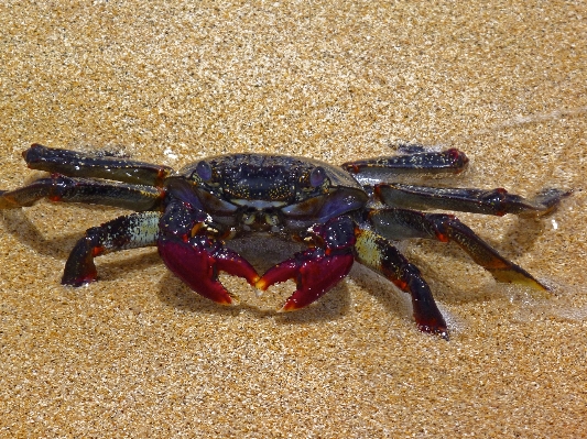 Beach food seafood shellfish Photo