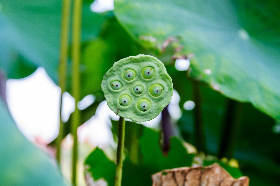 水 自然 植物 摄影