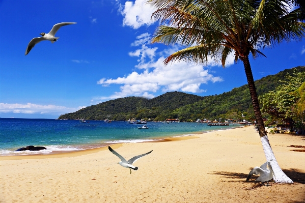 Foto Praia mar costa água