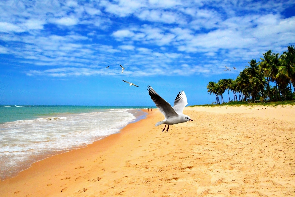 Playa mar costa agua