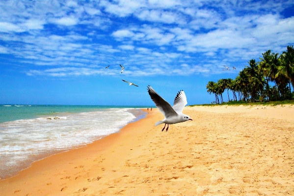 Beach sea coast water Photo