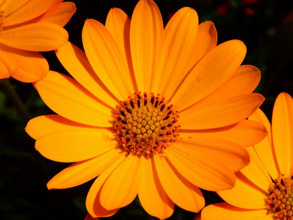 Nature blossom plant flower