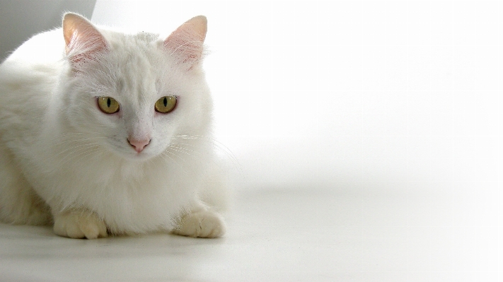 Foto Blanco gato mamífero mascotas