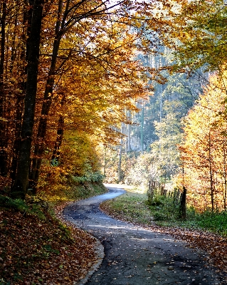 Landscape tree nature forest Photo