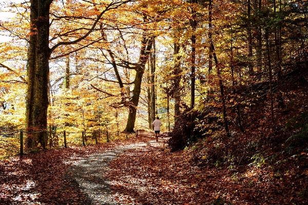 Landscape tree nature forest Photo