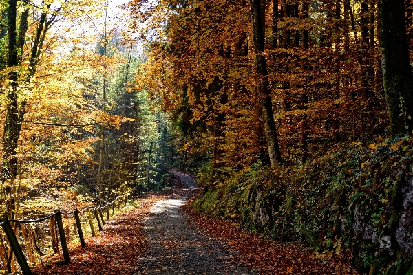 Landscape tree nature forest Photo