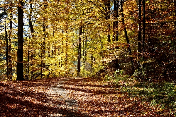 Landscape tree nature forest Photo