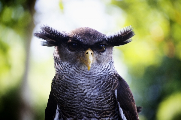 Foto Alam burung margasatwa paruh