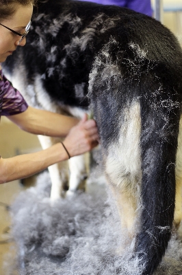 髪 犬 動物 犬歯
 写真