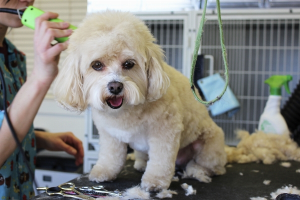 Hair white puppy dog Photo