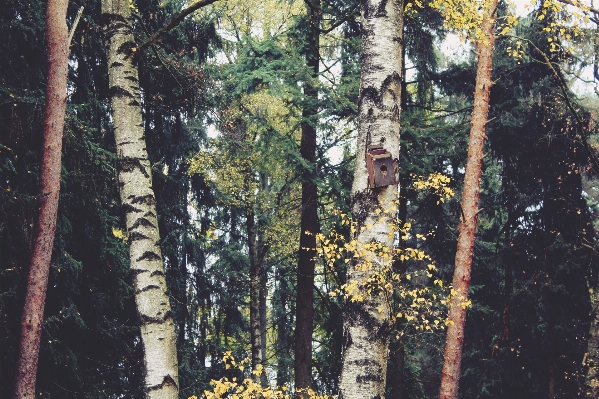 Landscape tree nature forest Photo