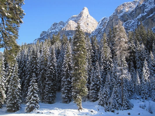 Landschaft baum natur wald Foto