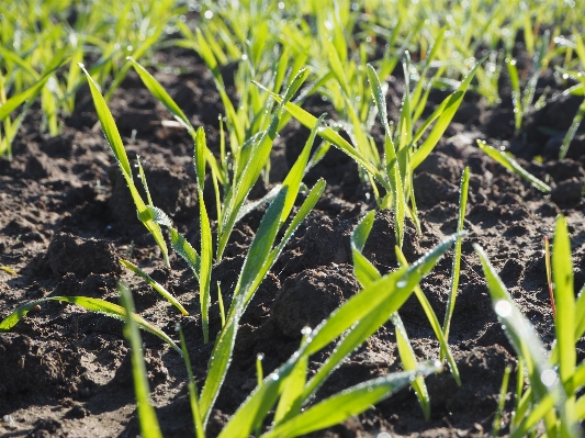 Grass plant wheat leaf Photo