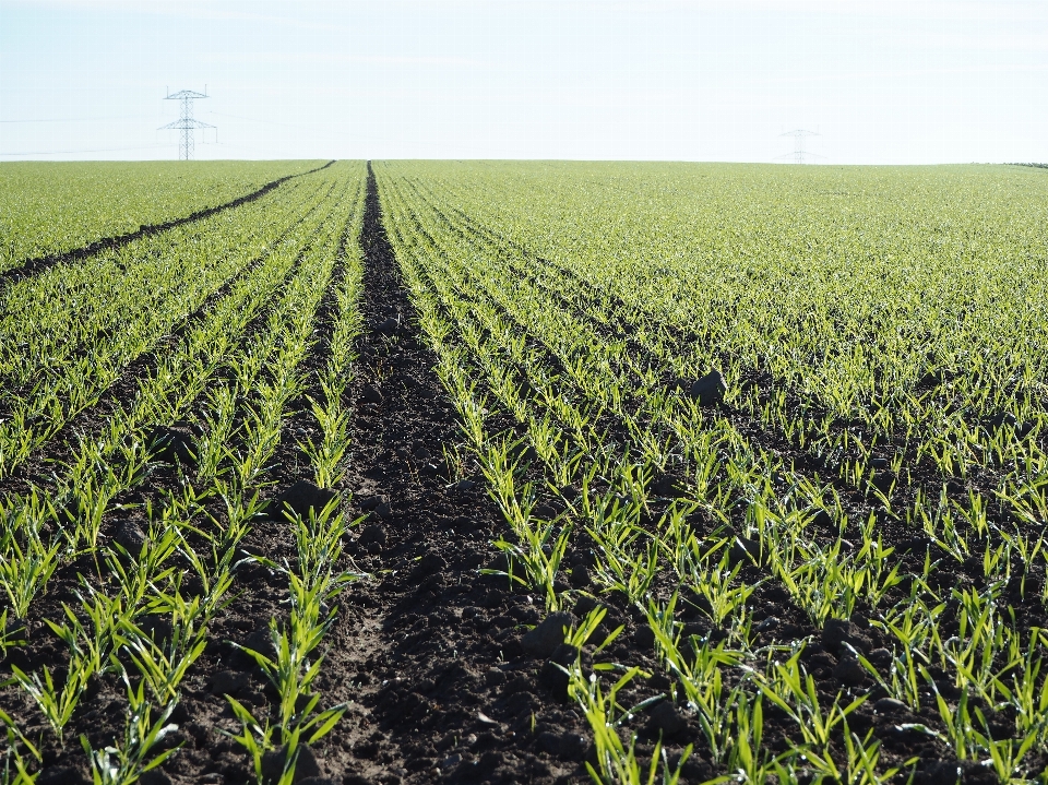 Plant field farm wheat