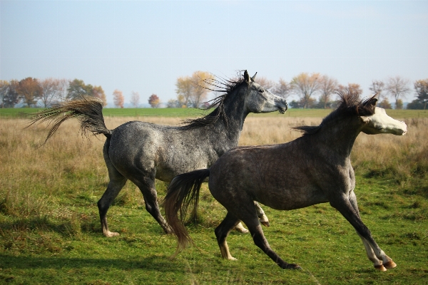 Nature grass meadow herd Photo