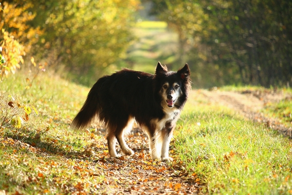 Grass dog collie autumn Photo