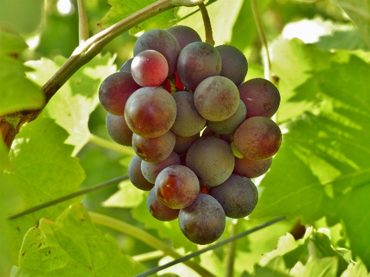 Branch plant grape vine Photo