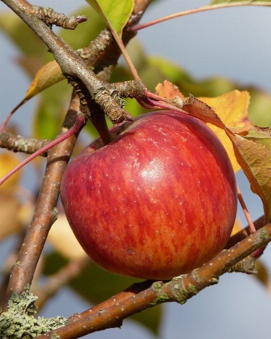 Apple pohon alam cabang