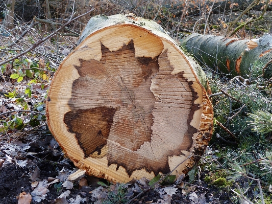 Tree structure wood grain Photo